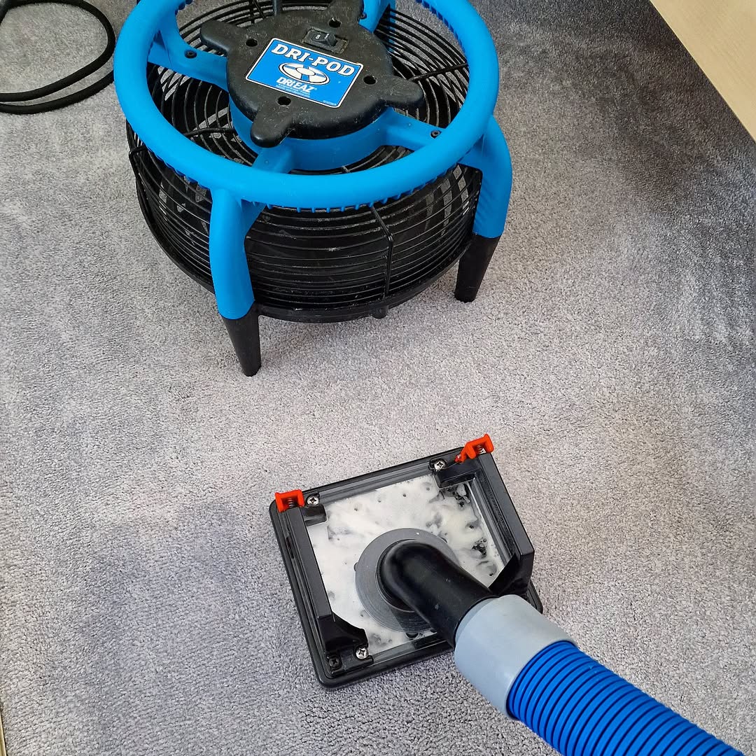 Professional carpet cleaning
